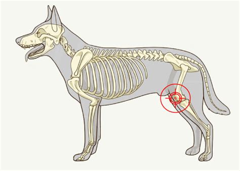 Atteinte des ligaments croisés chez le chien