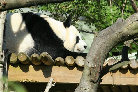10 Places To See Giant Pandas Features Photo Gallery By