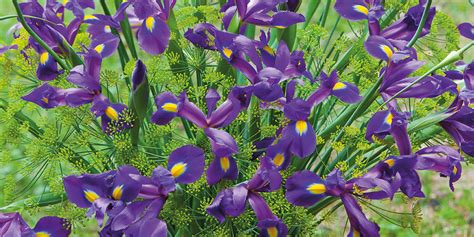 Growing Guides How To Grow Dutch Iris Bulbs
