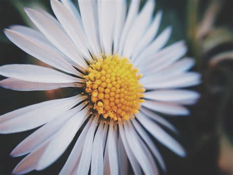 Wallpaper Id A Macro Shot Of A White Daisy Flower With A