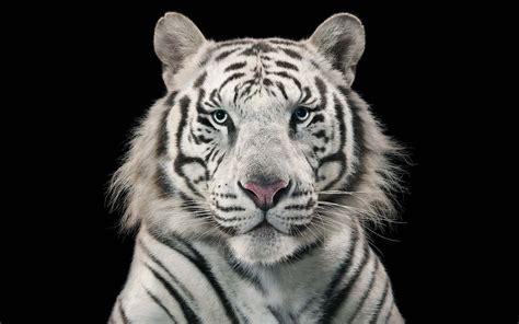 Tigre De Bengala Blanco Fondo De Pantalla 2560x1600 Id2762