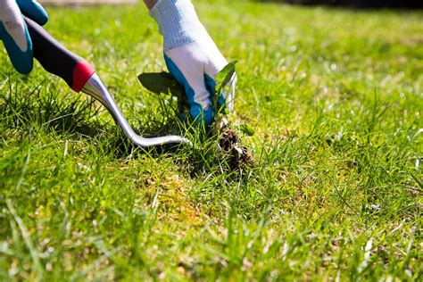 Guide And Tips For Pulling Weeds In Your Lawn