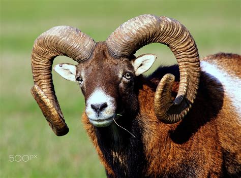Portrait Of A Male Mouflon By Rainer Leiss With Images Animals Wild