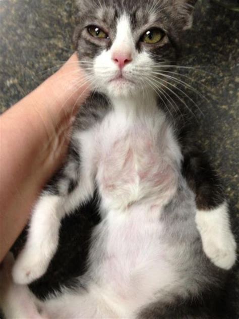 There is currently no text in this page. Superkitten Saved by Vets (9 pics) - Izismile.com