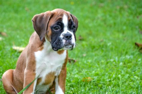 How Old Do Boxers Have To Be To Have Puppies