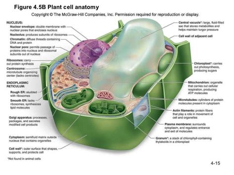 Plant Cell Diagram Labeled 9th Grade Functions Functions And Diagram