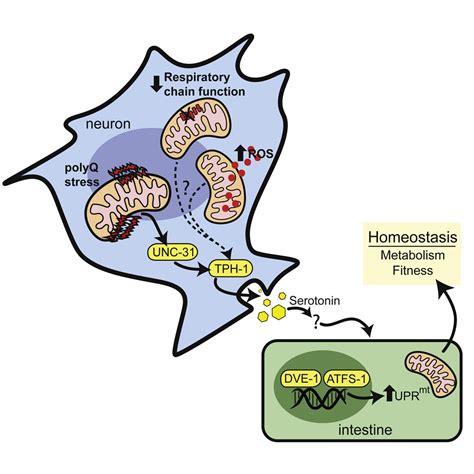 Neuroendocrine Coordination Of Mitochondrial Stress Signaling And