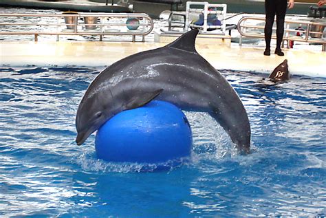 National Aquariums Ceo Plans To Relocate Captive Dolphins