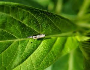 The egg donation compensation rewards you for your. How to Find Monarch Eggs and Caterpillars - Save Our Monarchs