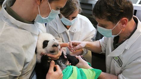 A Growing Panda Cub Undergoes A Health Check With A Vet Feb 9 2016