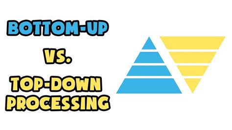 Bottom Up Vs Top Down Processing Explained In 2 Min Youtube