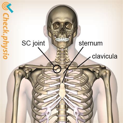 Sternoclavicular Joint Anatomy Diagram