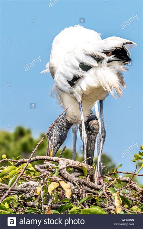 What Are Wood Storks Hi Res Stock Photography And Images Alamy