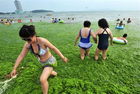 Chinas Algae Beach Pollution 2013 Photos