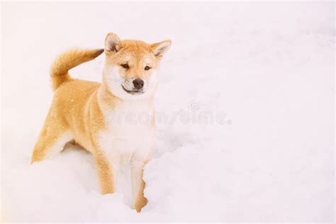 Curious Young Japanese Small Size Shiba Inu Dog Play Outdoor In Snow