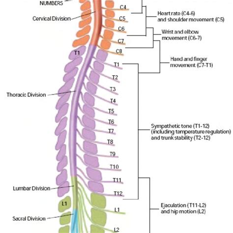 The Four Divisions Of The Spinal Cord Cervical Thoracic Lumbar And