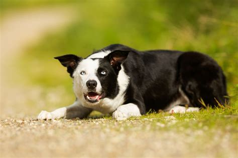 Prepare for lots of love from these small we've rounded up some of the most friendly and tiny breeds of toy dogs (not to be confused with dog toys) — small dog breeds that typically weigh in with their corkscrew curls and big, bashful eyes. Most Charming Dog Breeds That Surprisingly Have Blue Eyes ...