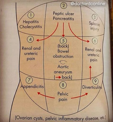 Abdominal Organ Anatomy Quadrants Chapter 8 Abdominal Injuries