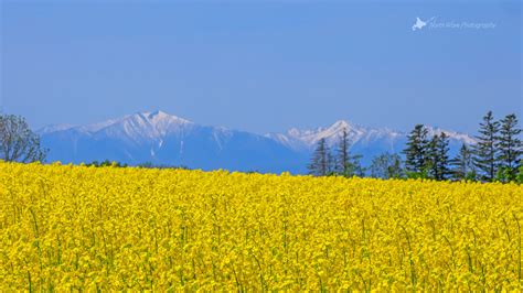 北海道の壁紙 菜の花畑と日高山脈 North Wave Photography