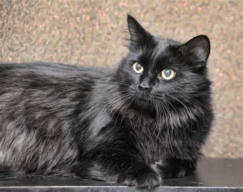 Black Fluffy Cat