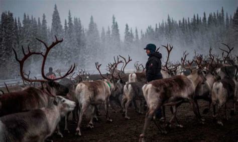 Indigenous Reindeer Herders Win Hunting Rights Battle In Sweden