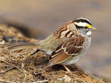 White Throated Sparrows