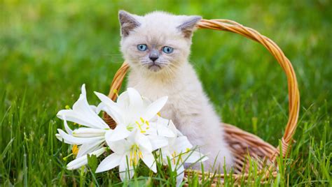Will cats eat poisonous plants? Are Lilies Dangerous For Cats? - CatTime