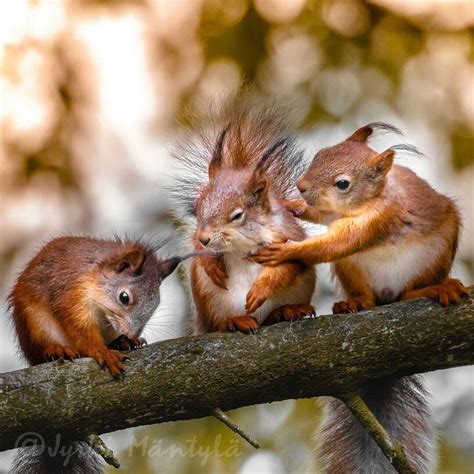 Cute Squirrels Wildlife Romania Forest Woods Outdoors