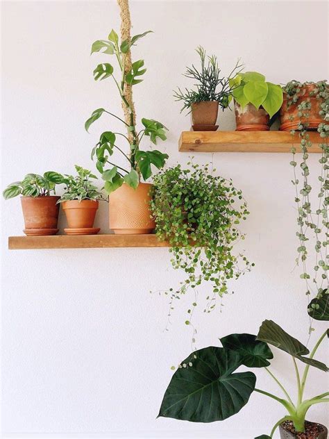 12 Creative Plant Shelf Ideas To Display Your Greenery Plant Shelves