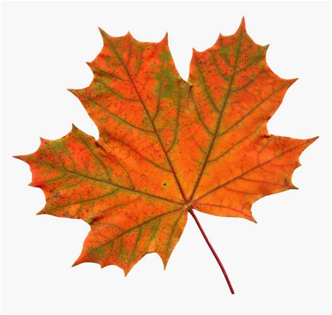Maple Leaf Png Image Transparent Background Leaf Clipart Png
