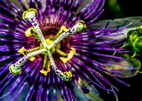 Passion Flower Hd Wallpapers Backgrounds