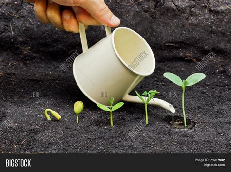 Watering Plants Image And Photo Free Trial Bigstock