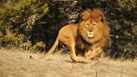 Is Barbary Lion The Largest Lions In The World Subspecies Of Lion