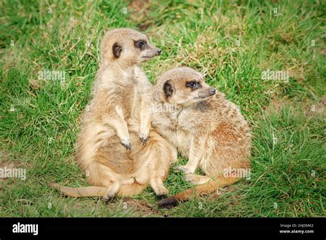 Two Adult Meerkats Suricata Suricatta Located In Captivity At The