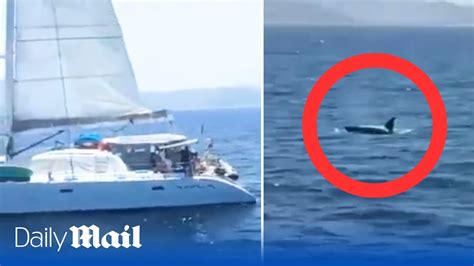 Shocking Sailors Shoot At Killer Whales From Boat In Strait Of