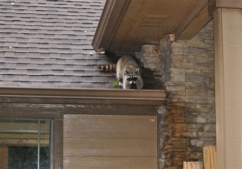 How Raccoons Can Damage Your Property Kp Wildlife Control