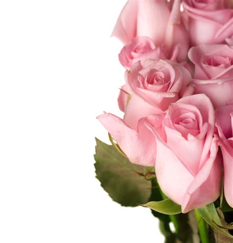 Beautiful Transparent Pink Roses Png Clipart Picture