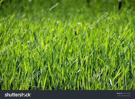 Grass Stock Photo 147125327 Shutterstock