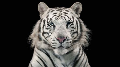 Iphone wallpapers find and download the best iphone wallpapers, from blue backgrounds to black and white backdrops. White Tiger Bengal Tiger Wallpapers | HD Wallpapers | ID ...