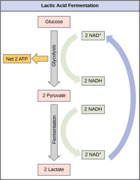 Anaerobic Respiration Process Regulation Teachmephysiology