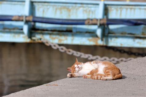 Aoshima A Guide To Visiting The Best Cat Island In Japan