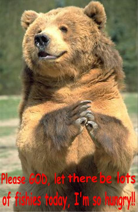 Bear Funny Animal Humor Photo 19936987 Fanpop