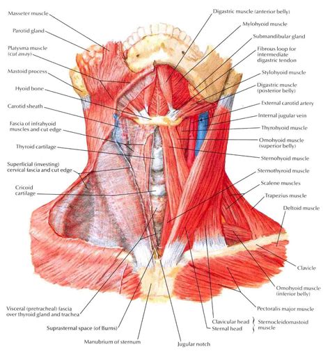 Neck Anatomy I Netter S REBEL EM Emergency Medicine Blog