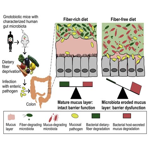 A Dietary Fiber Deprived Gut Microbiota Degrades The Colonic Mucus