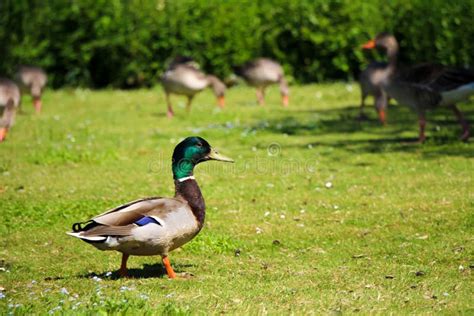 Male Duck And Geese In Park Stock Photo Image Of Beak Lawn 98575702