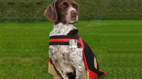 Heroic Royal Army Force Sniffer Dog Honoured For Saving