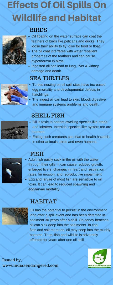 Infographic What Happens To Marine Life After An Oil Spill Indias