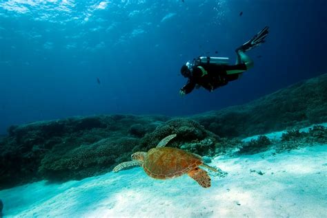 Scuba Diving In Moalboal Cebu I Am Ready Travel Around The World