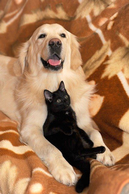 Dog And Cat Ritriver The · Free Photo On Pixabay