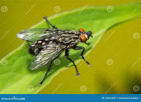 A Black Big Fly Sits On A Green Leaf Stock Image Image Of Grass